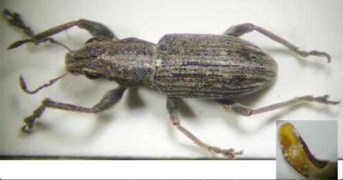 Charagmus sp.